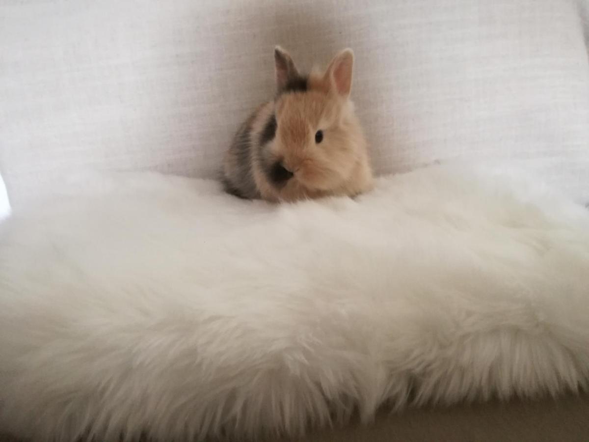 ヴェルトゥルノ Brunnerhofヴィラ エクステリア 写真